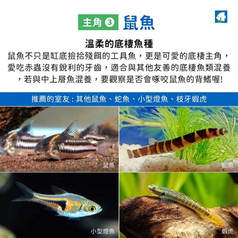 混養魚|孔雀魚混養魚種指南：打造和諧的水族生態 